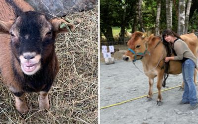 La Ferme des Hauts Comme Trois Pommes